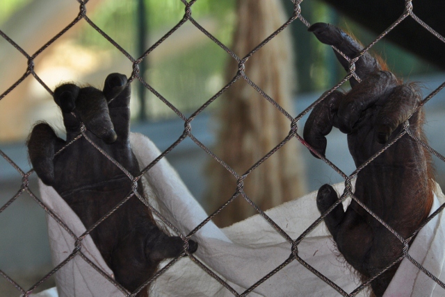 Bess, a Bornean Orangutan